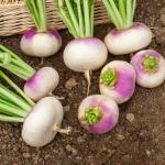 Potagères - Navet-Légume de Milan Rouge Extra Hâtif à Châssis - BIO - face recto